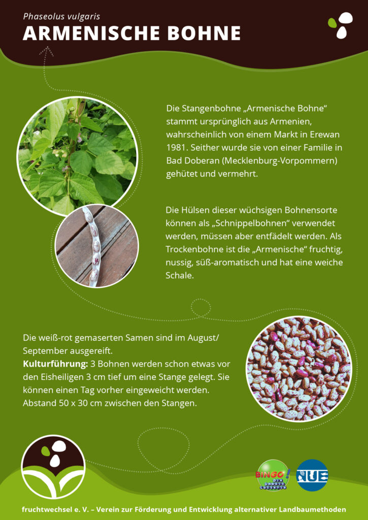 Kurzportrait Armenische Bohne. Bilder von Blättern und Blüten sowie Bohnen (Kernen)