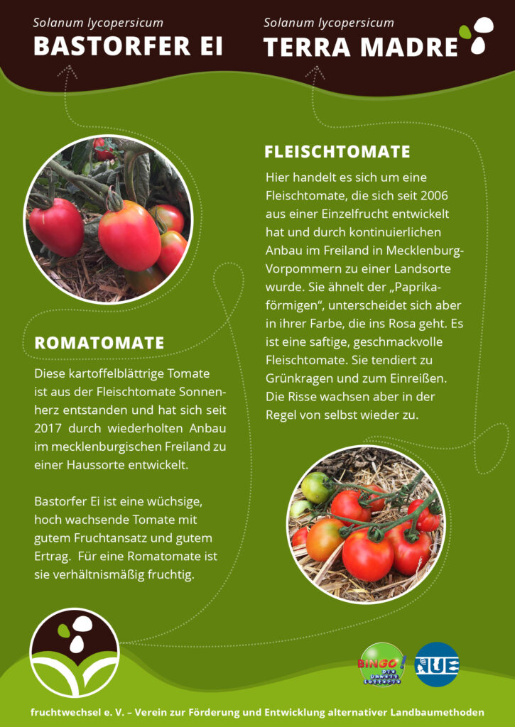 Die Tomate Bastorfer Ei ist an der Pflanze fotografiert, es hängen fünf Tomaten im Bild
Die Tomate Terra Madre ist etwas dicker, auch rot.
