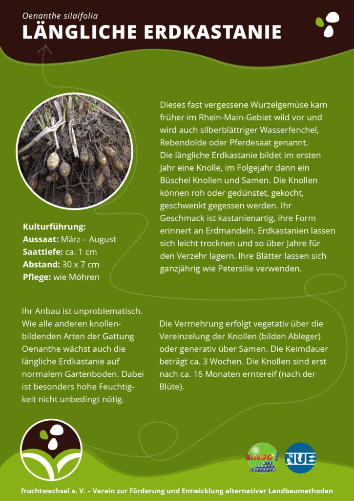 Edkastanien-Kurzportrait, mit Bild, es sind mandelförmige Knollen im Bündel, noch mit Erde dran