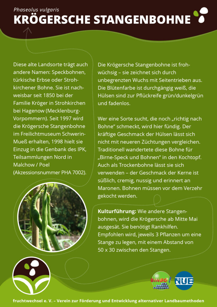 Kurzportrait der Krögerschen Stangenbohne mit einem Bild von den grünen Hülsen