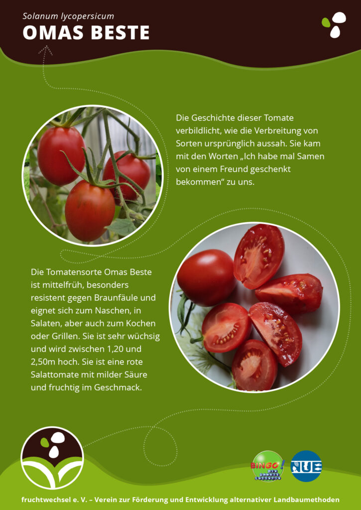 Omas Beste ist eine Tomate, die rot und eiförmig ist. Auf den Bildern hängen drei rote Tomaten an der Pflanze und es liegen aufgeschnittene Tomaten auf einem Teller